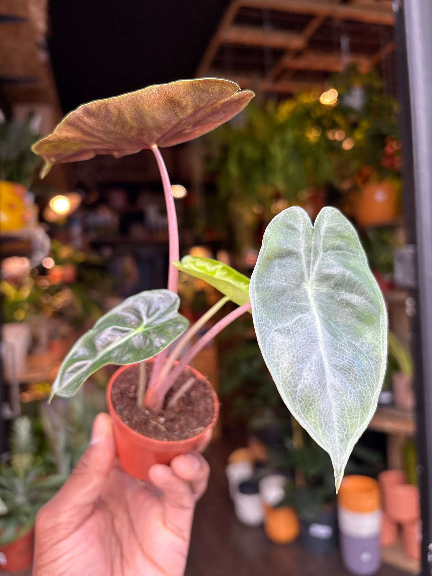 Alocasia ‘Pink Dragon’ in front of Urban Tropicana’s Plant Shop in Chiswick London