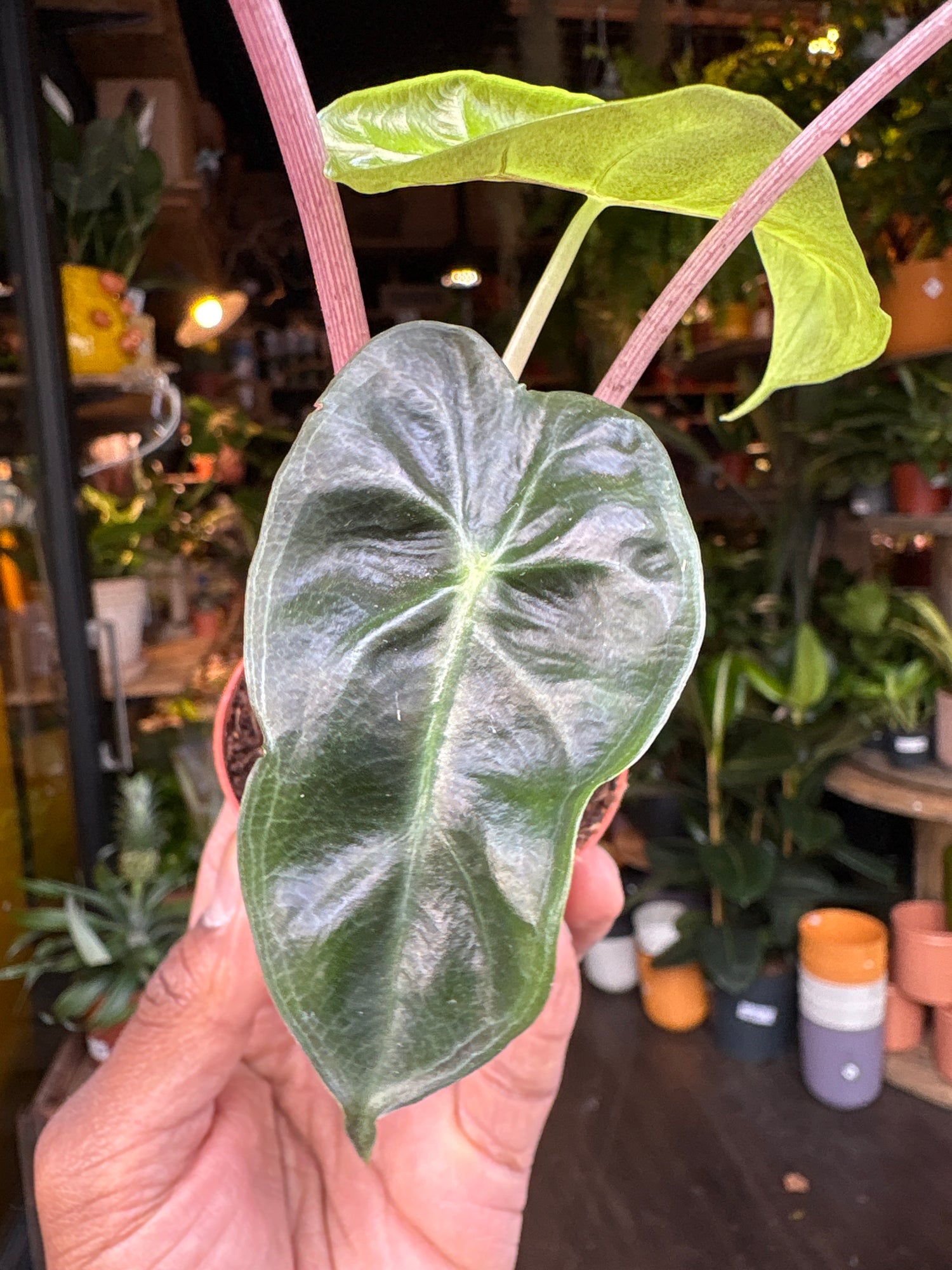 Close up of Alocasia ‘Pink Dragon’ in front of Urban Tropicana’s Plant Shop in Chiswick London
