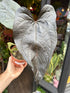 Close up of Anthurium ‘Queen of Heats’ in front of Urban Tropicana’s Plant Shop in Chiswick London