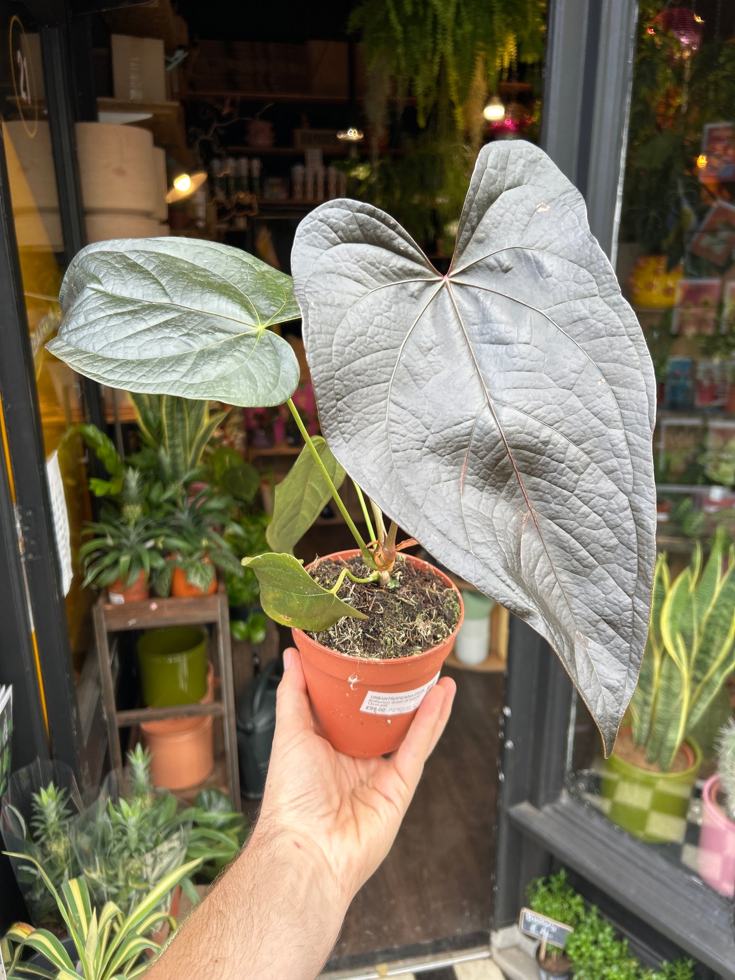 Anthurium ‘Queen of Hearts’ in front of Urban Tropicana’s Plant Shop in Chiswick London