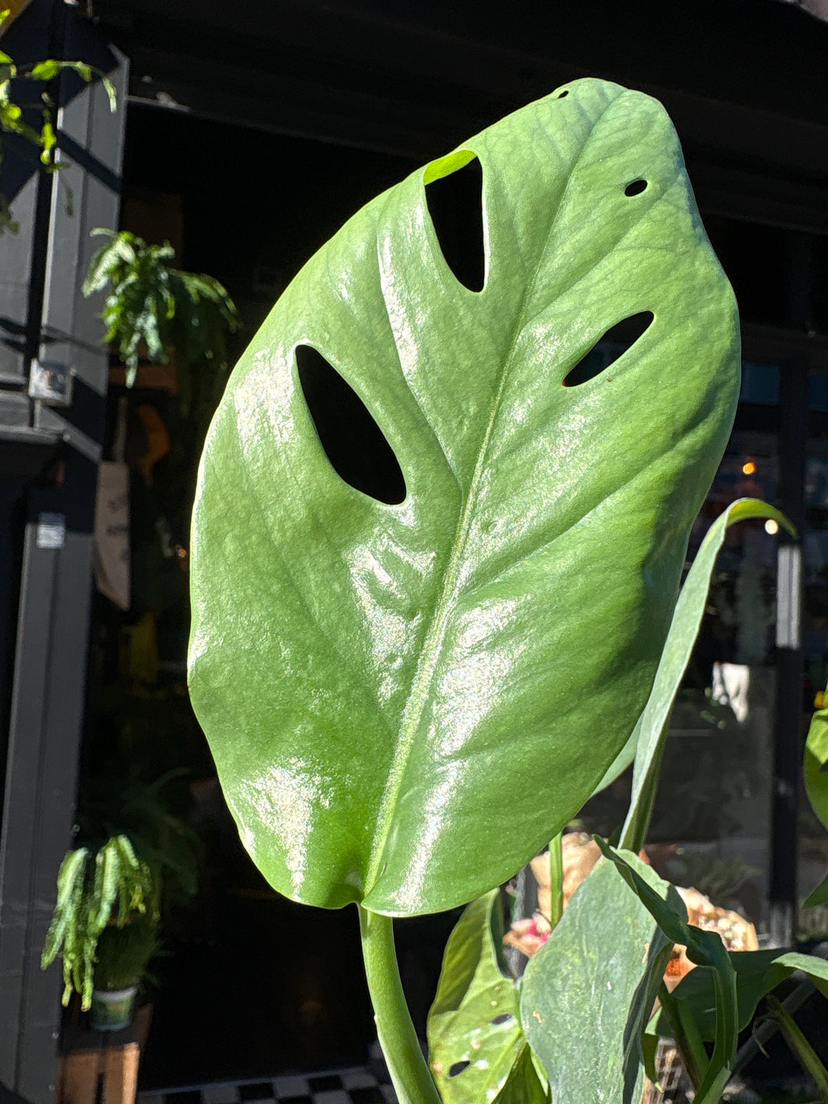 A Epipremnum Cebu Blue hanging plant also know as a pothos in front of Urban Tropicana&