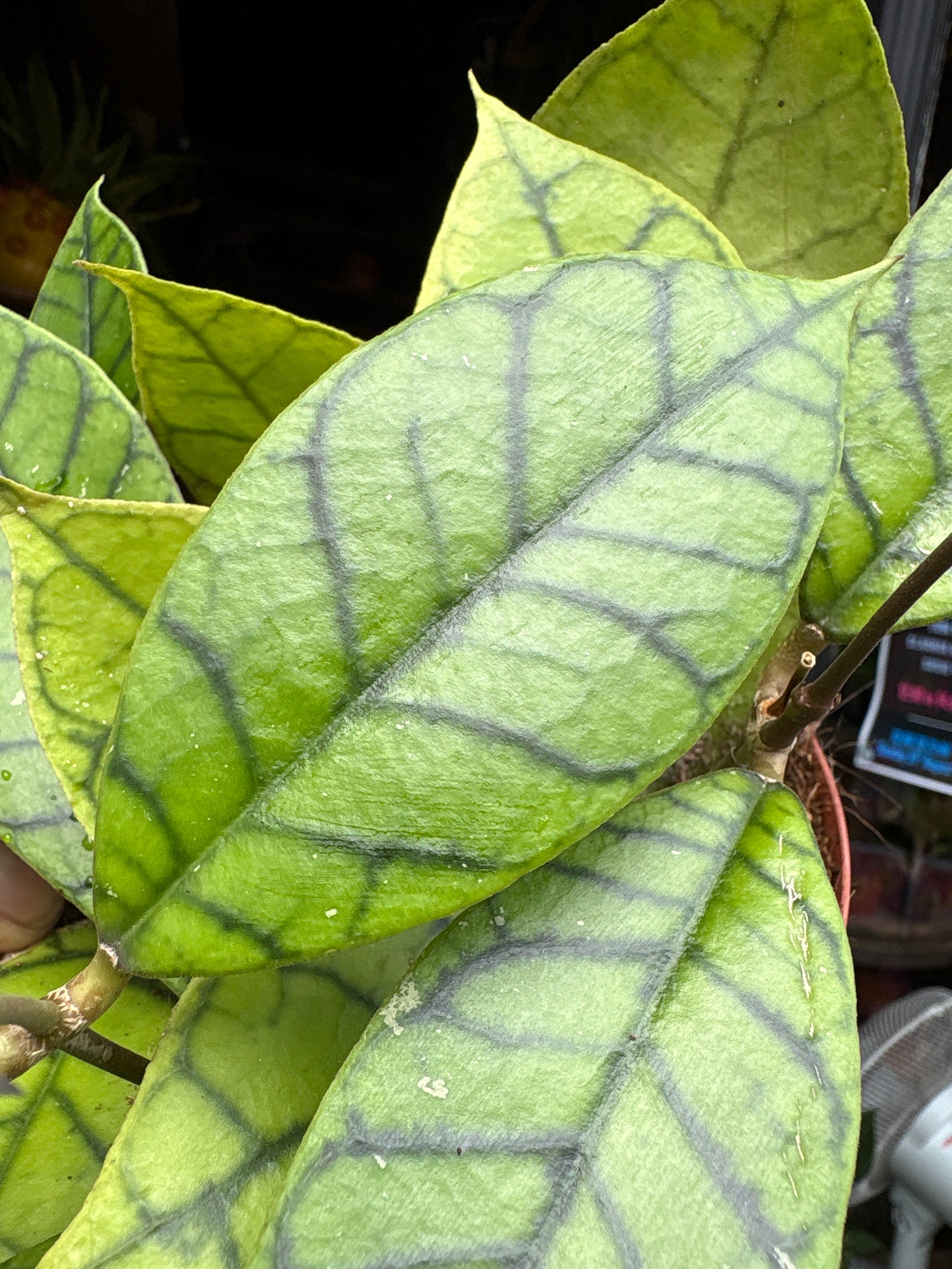 A Hoya callistophylla ‘Kal 16’ Star of Somoa plant in front of Urban Tropicana’s Plant Shop in Chiswick London