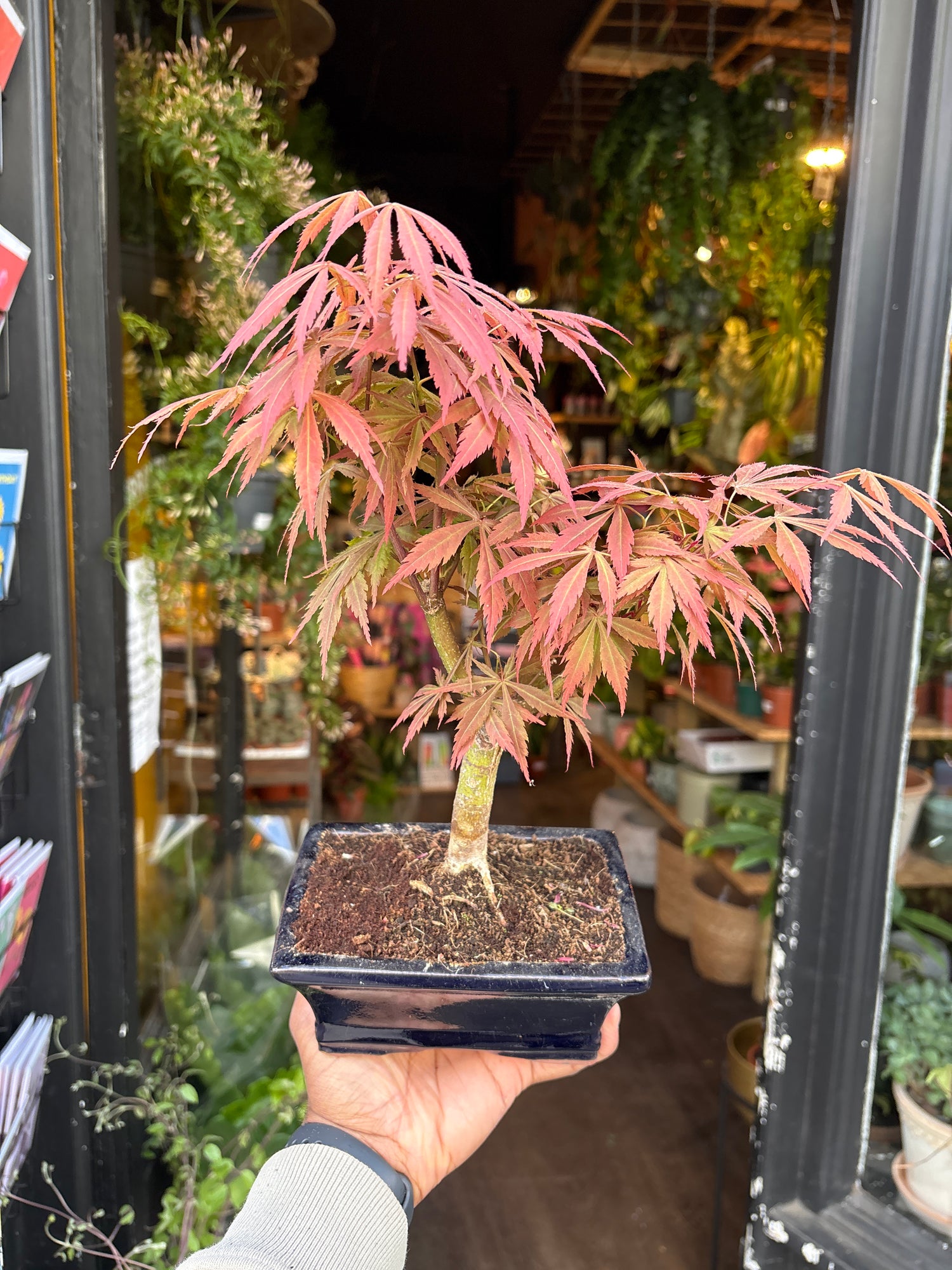 An Acer Bonsai with red leaves in front of Urban Tropicana’s Plant Shop in Chiswick London