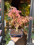 An Acer Bonsai with red leaves in front of Urban Tropicana’s Plant Shop in Chiswick London