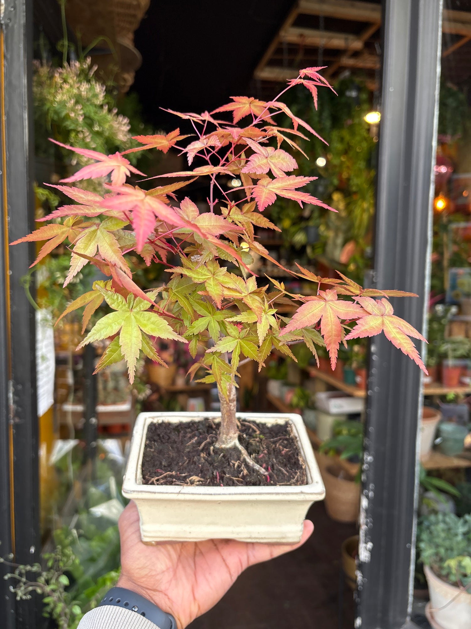 A Acer Bonsai in front of Urban Tropicana’s plant shop in Chiswick London