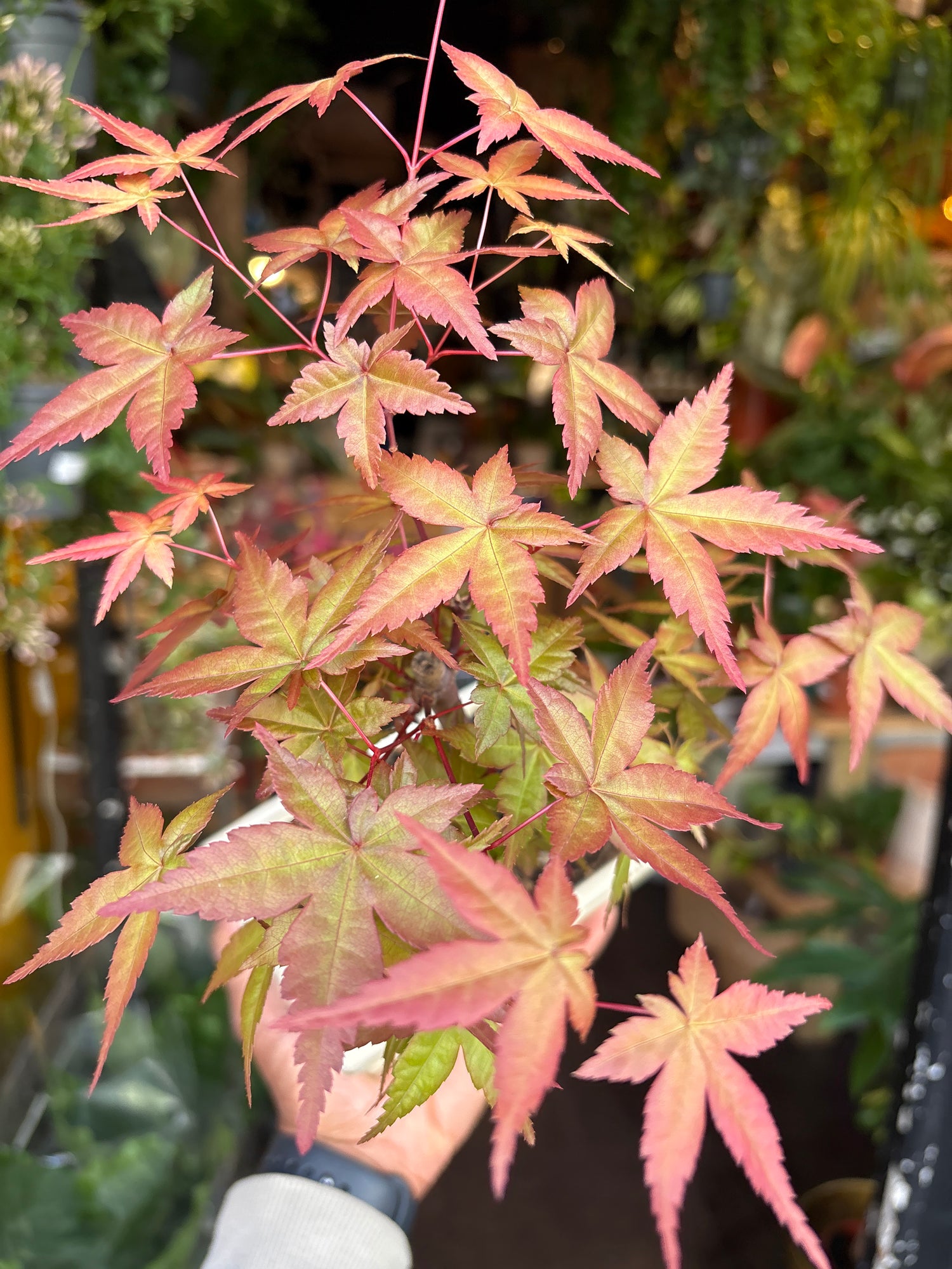 A Acer Bonsai in front of Urban Tropicana’s plant shop in Chiswick London