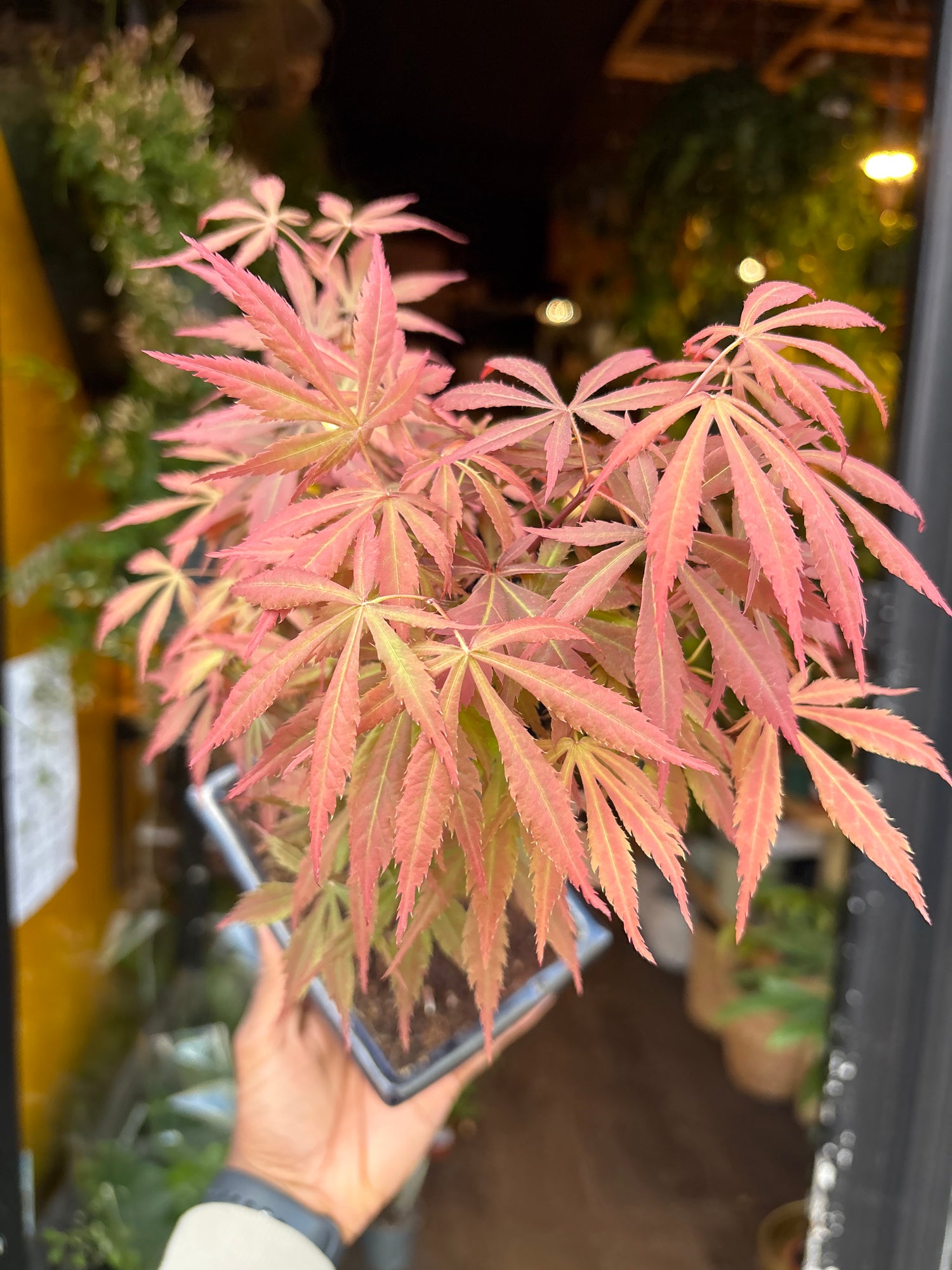 An Acer Bonsai with red leaves in front of Urban Tropicana’s Plant Shop in Chiswick London