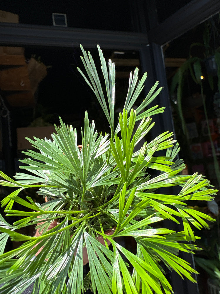 Actiniopteris australis fern in 5.5cm pot outside Urban Tropicana plant shop in Chiswick, London