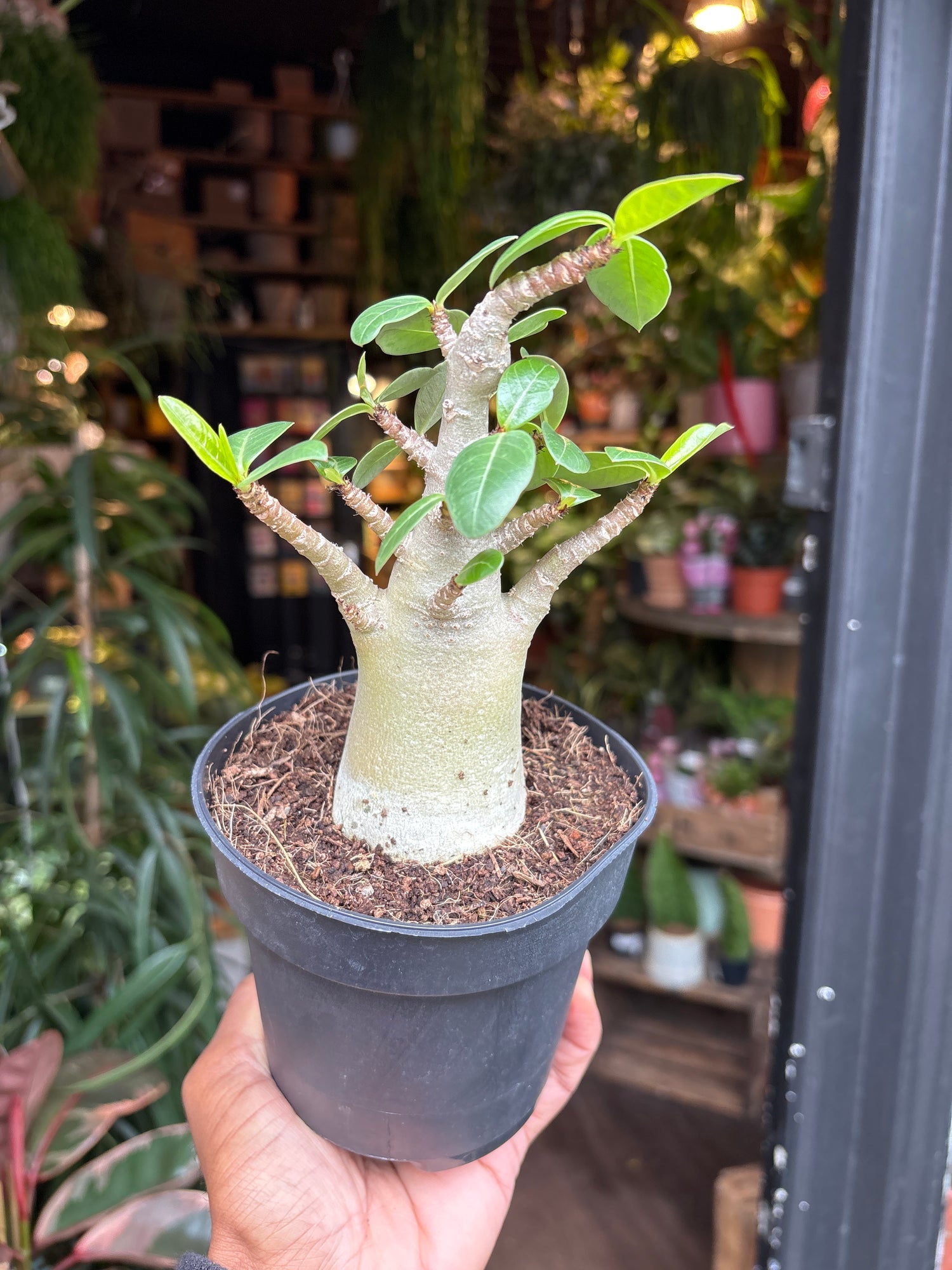 A Adenium Baobab plant in front of Urban Tropicana’s Plant Shop in Chiswick London