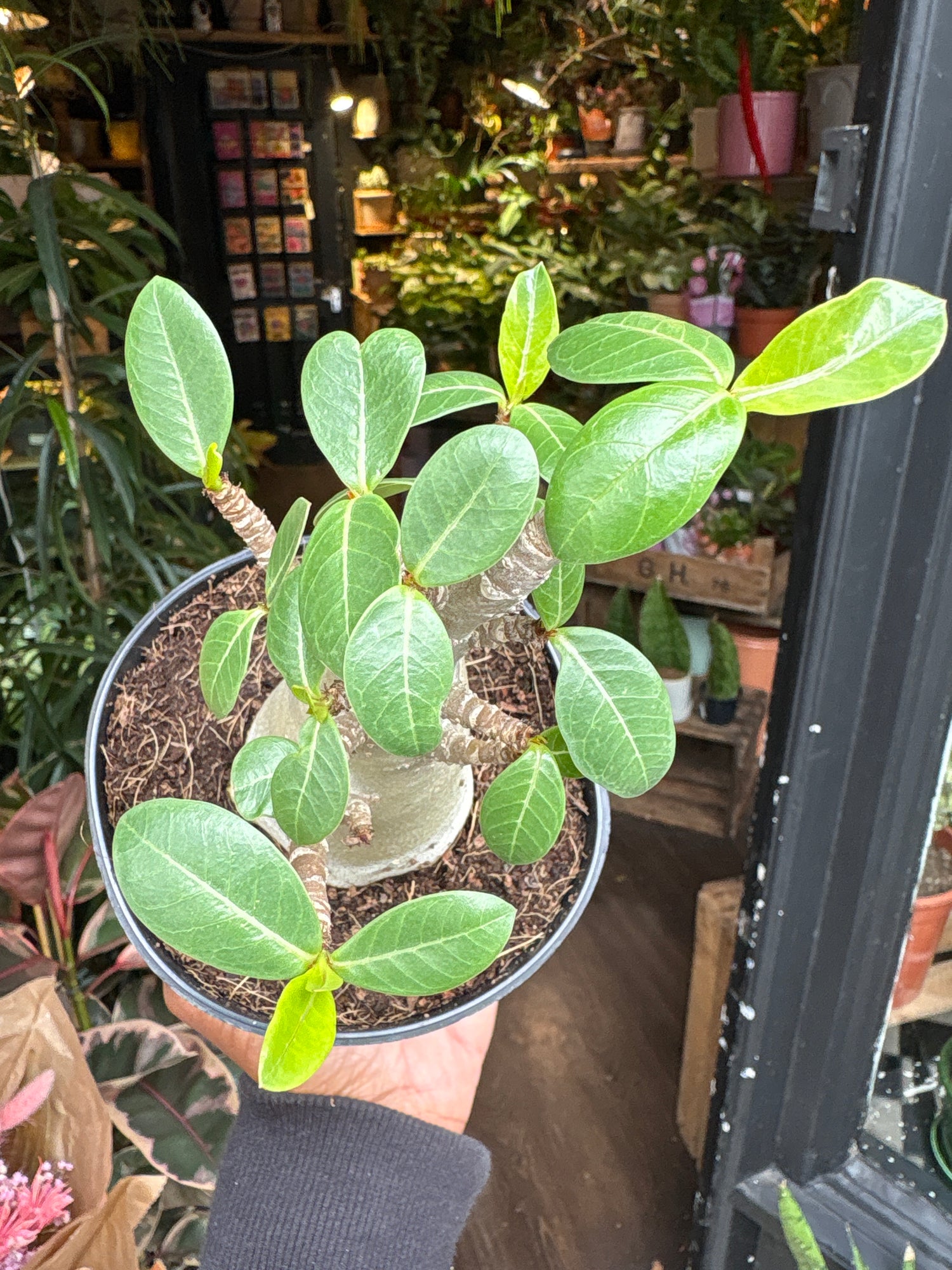 A Adenium Baobab plant in front of Urban Tropicana’s Plant Shop in Chiswick London