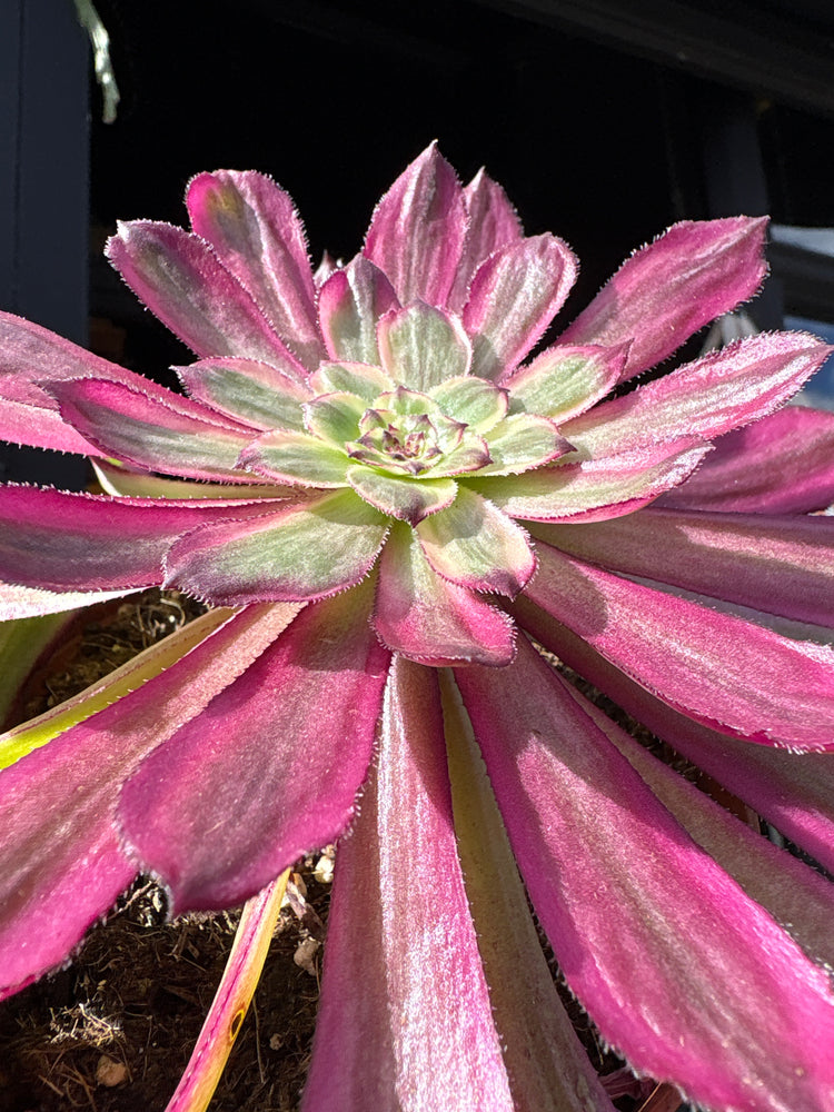 An Aeonium ‘Mardi Gras’ succulent, with rosettes of green, purple, and pink leaves, displayed in front of Urban Tropicana’s Plant Shop in Chiswick, London