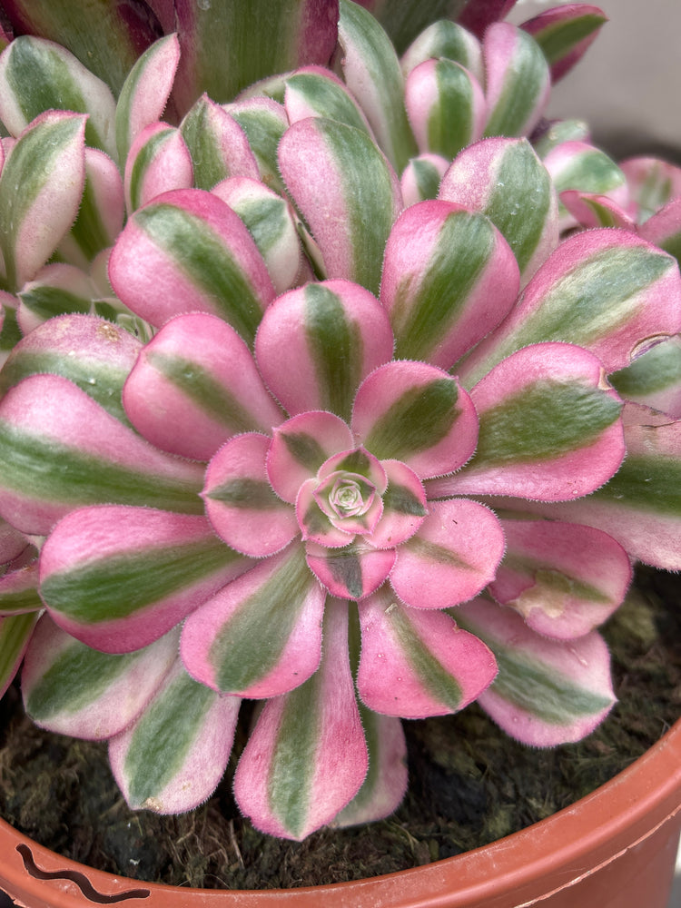 Aeonium ‘Pink Witch’ succulent plant outside Urban Tropicana plant shop in Chiswick, London