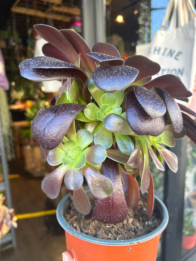 Aeonium ‘Velours’ succulent outside Urban Tropicana plant shop in Chiswick, London