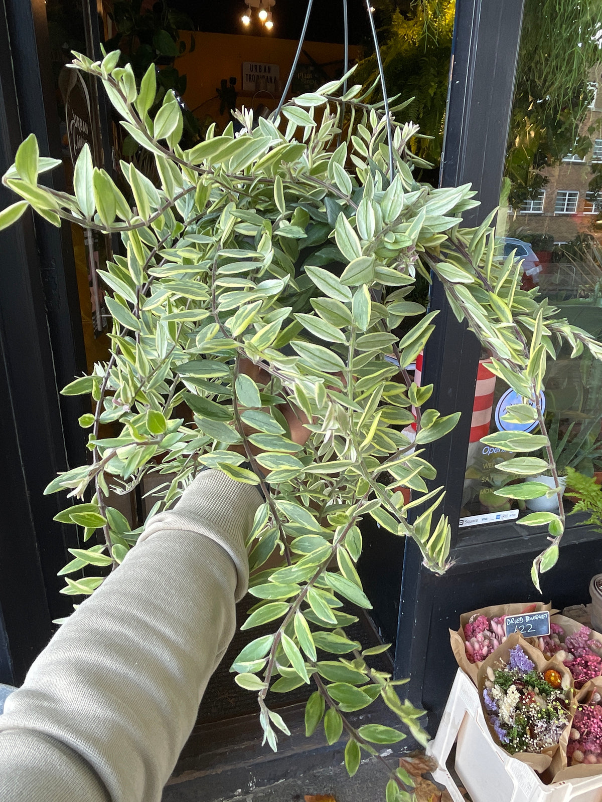 An Aeschynanthus Bolero Bicolour plant also known as a Variegated Lipstick Plant in front of Urban Tropicana&