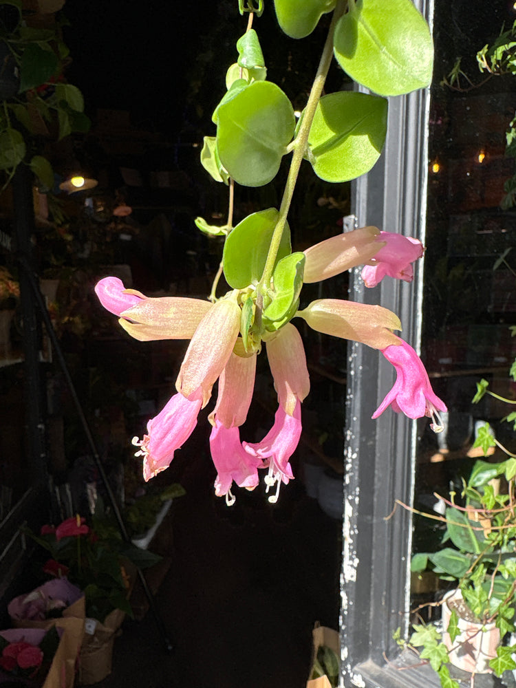 An Aeschynanthus Pink Polka or pink lipstick plant in front of Urban Tropicana’s Plant Shop in Chiswick London