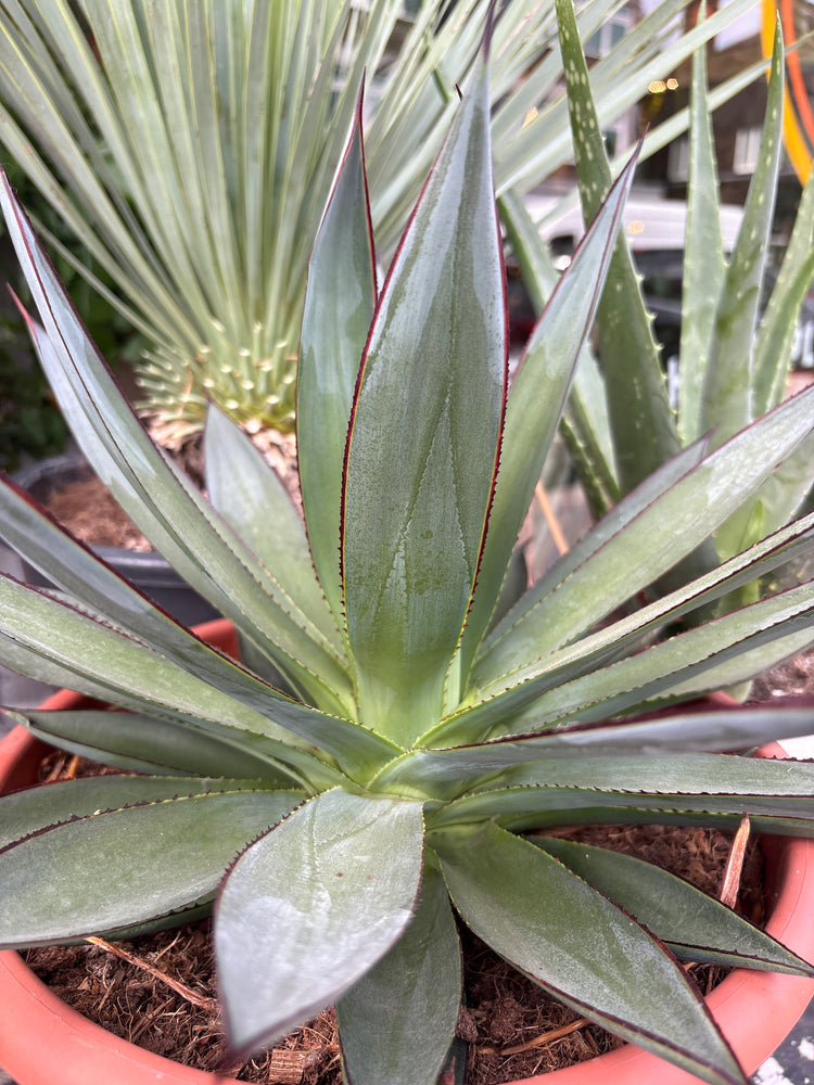 An Agave ‘Shaka Zulu’ plant in front of Urban Tropicana’s plant shop in Chiswick, London