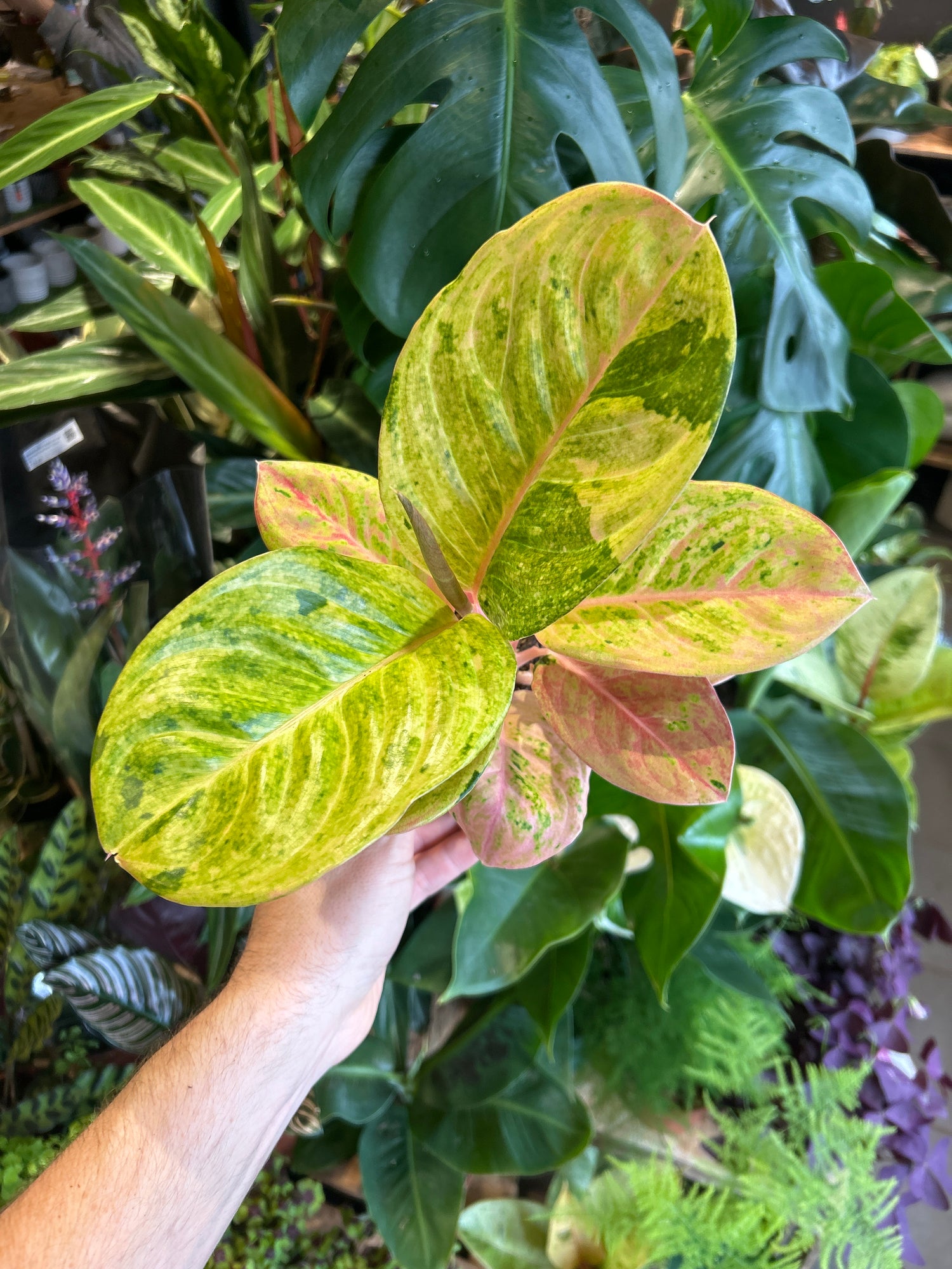 Aglaonema Apple Fantasy plant in front of Urban Tropicana’s Plant Shop in Chiswick London