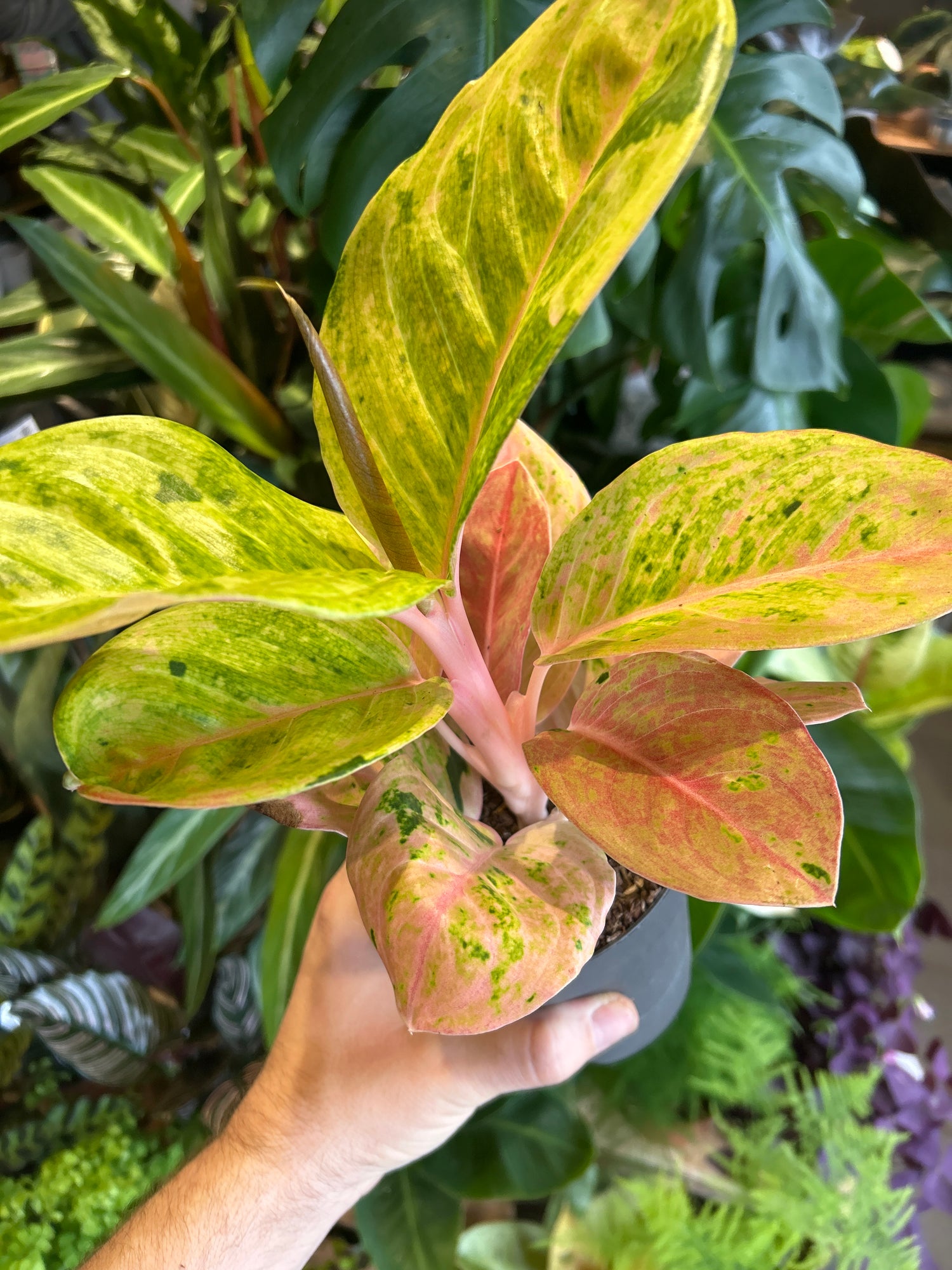 Aglaonema Apple Fantasy plant in front of Urban Tropicana’s Plant Shop in Chiswick London