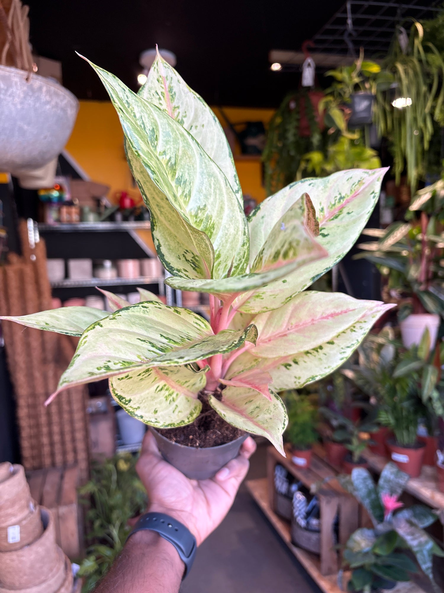 An Aglaonema Chartreuse Pretty plant in front of Urban Tropicana’s Plant Shop in Chiswick London