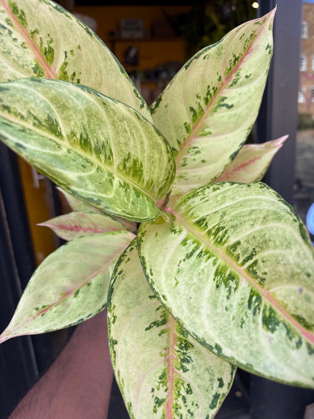 An Aglaonema Chartreuse Pretty plant in front of Urban Tropicana’s Plant Shop in Chiswick London