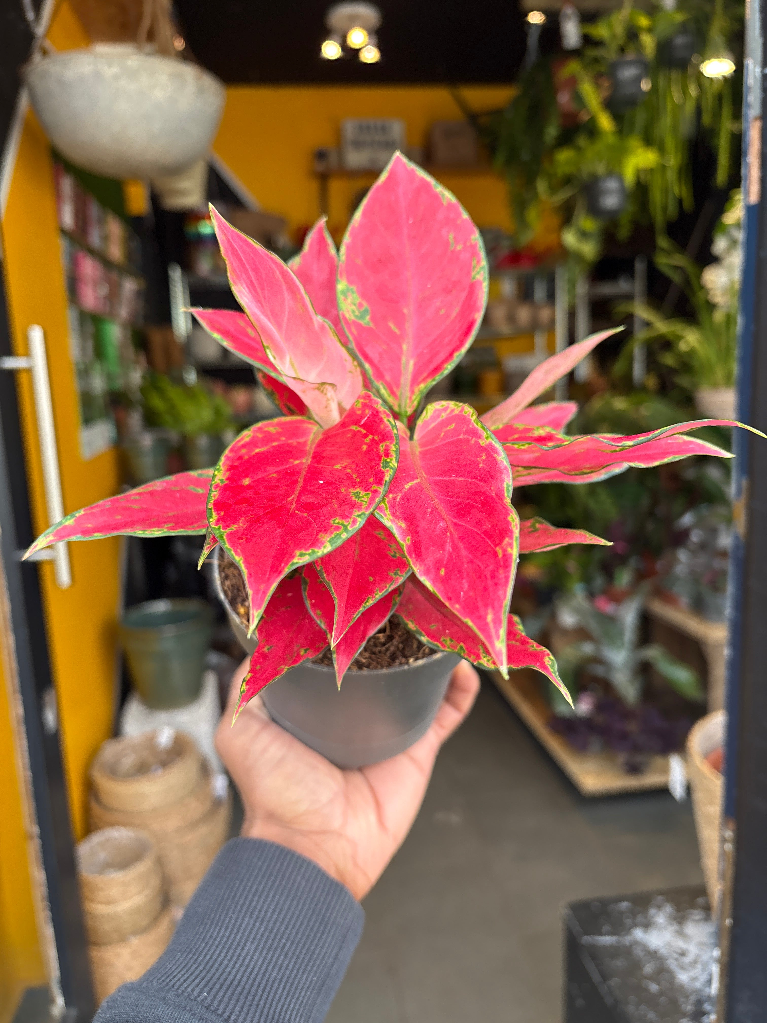 aglaonema cherry baby Aglaonema Cherry Baby - House Plants - Plant Shop