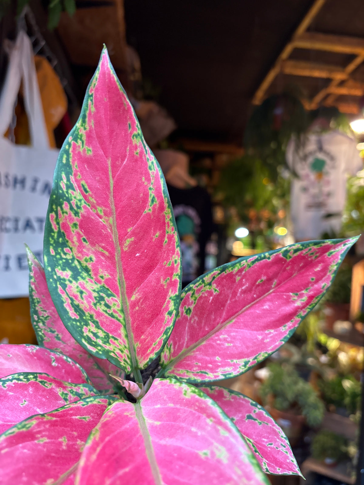 Aglaonema Cherry Baby in 12cm pot outside Urban Tropicana plant shop in Chiswick, London