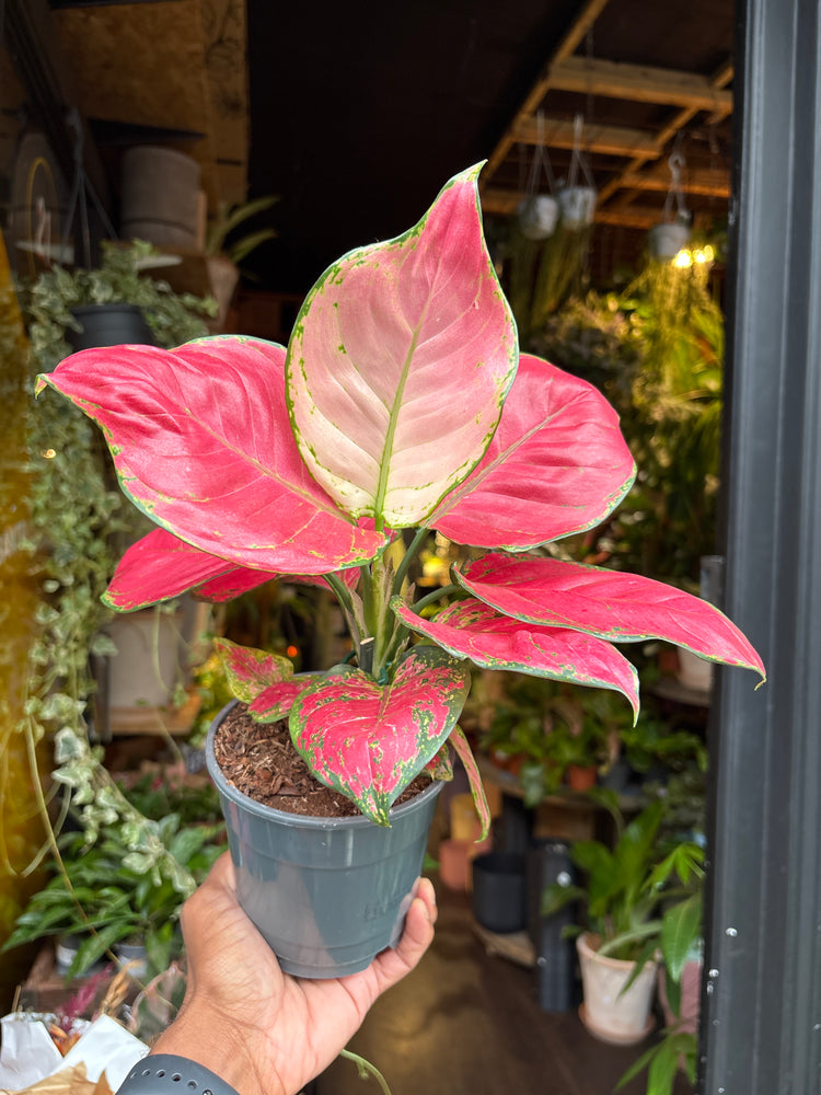 An Aglaonema China Red plant in front of Urban Tropicana’s Plant Shop in Chiswick London