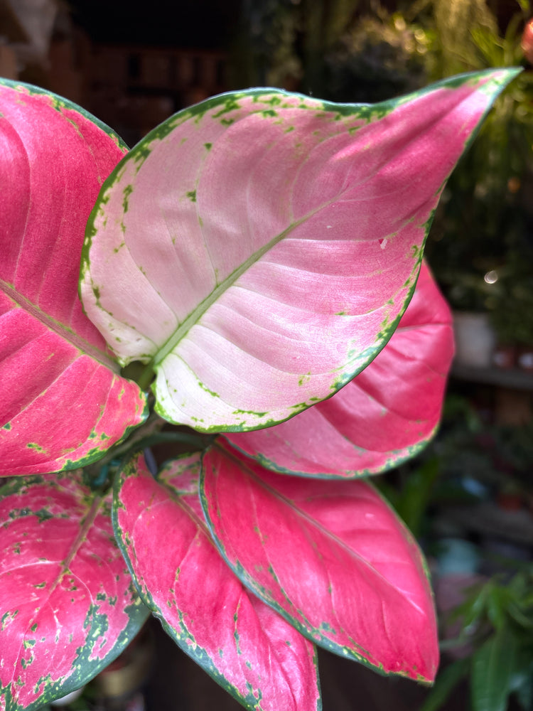An Aglaonema China Red plant in front of Urban Tropicana’s Plant Shop in Chiswick London