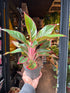 A Aglaonema Crete flame plant also known as a Chinese Evergreen in front of Urban Tropicana&