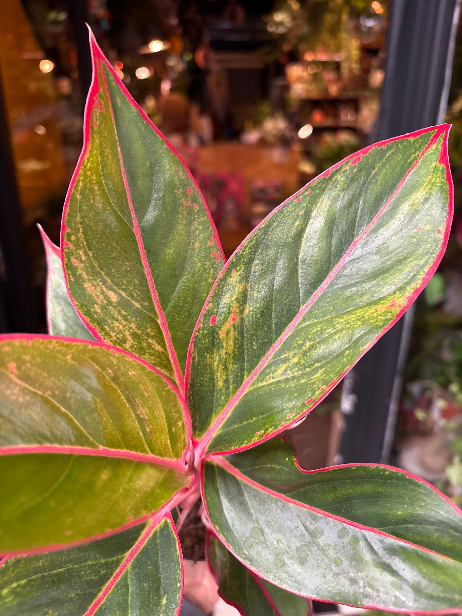 A Aglaonema Crete flame plant also known as a Chinese Evergreen in front of Urban Tropicana&