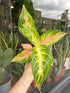 An Aglaonema Eyecatcher or Chinese evergreen plant in front of Urban Tropicana’s Plant Shop in Chiswick London