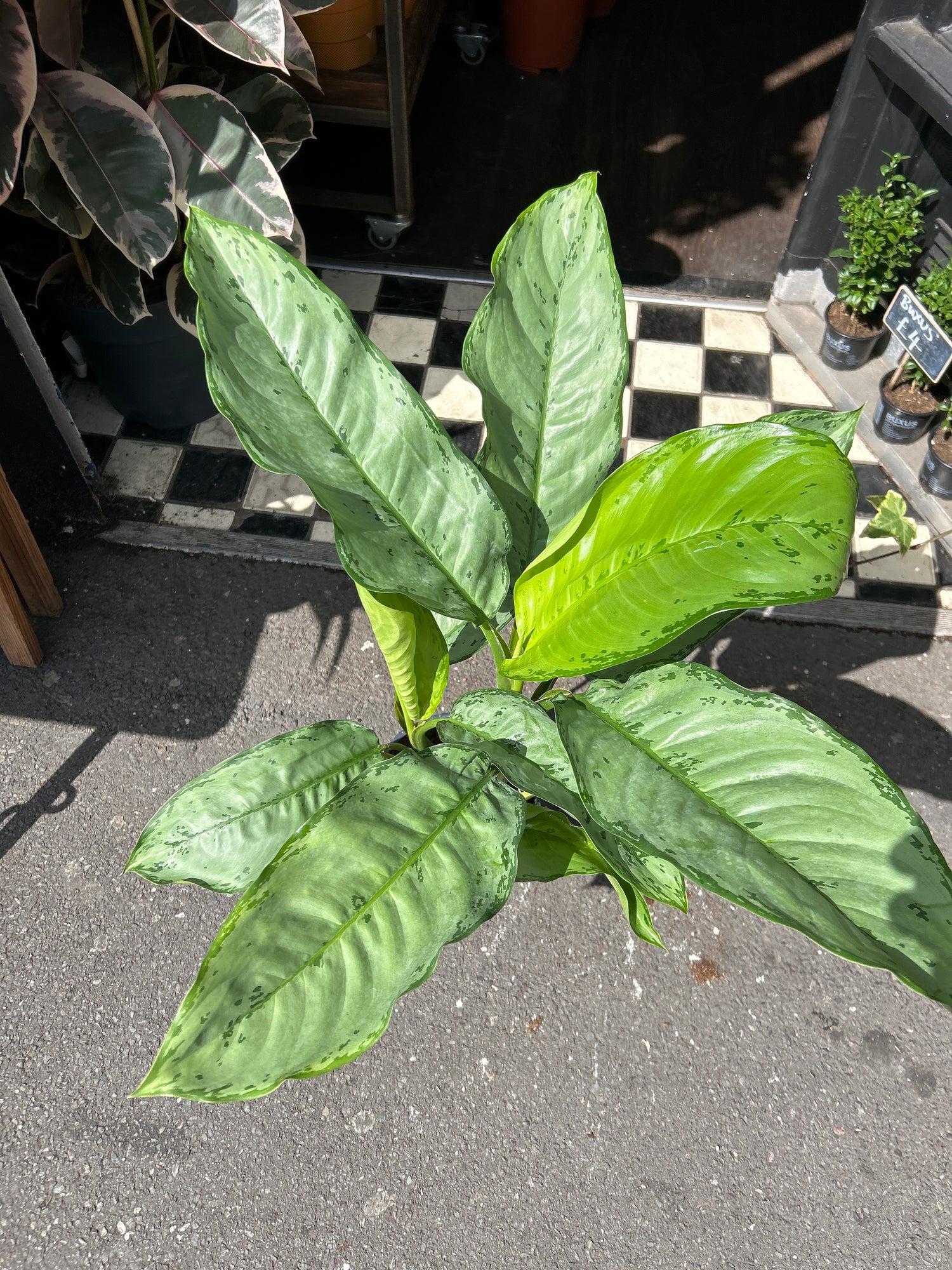 Aglaonema ‘Freedman’ in front of Urban Tropicana’s Plant Shop in Chiswick London