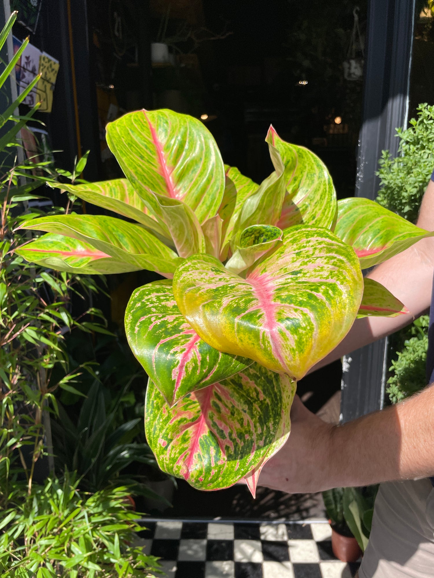 A Aglaonema Grand Blossom plant also known as a Chinese Evergreen in front of Urban Tropicana&