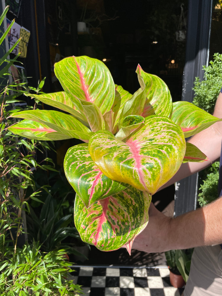 A Aglaonema Grand Blossom plant also known as a Chinese Evergreen in front of Urban Tropicana&