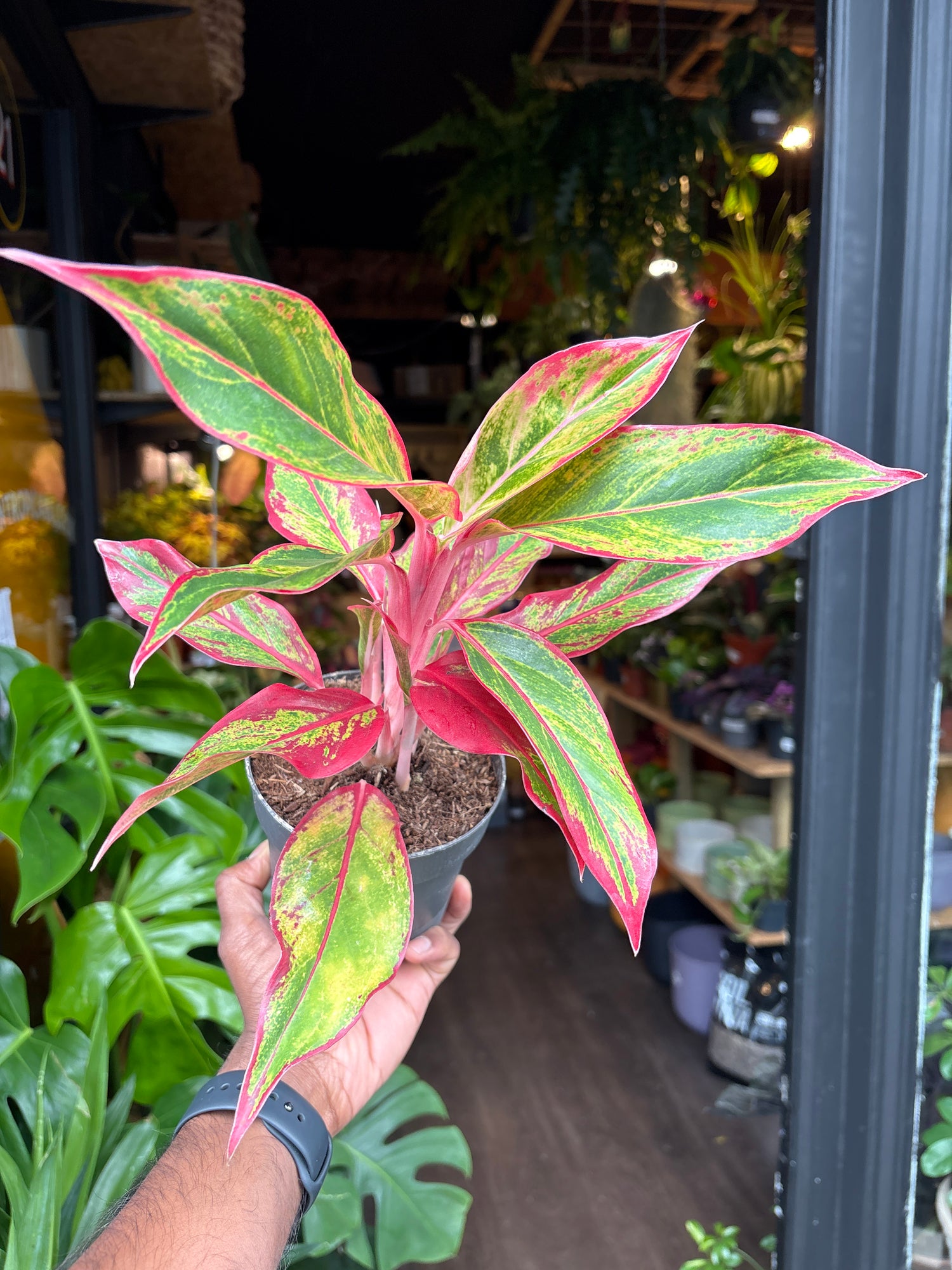 An Aglaonema Jungle Lava also known as a Chinese Evergreen plant in front of Urban Tropicana’s plant shop in Chiswick, London