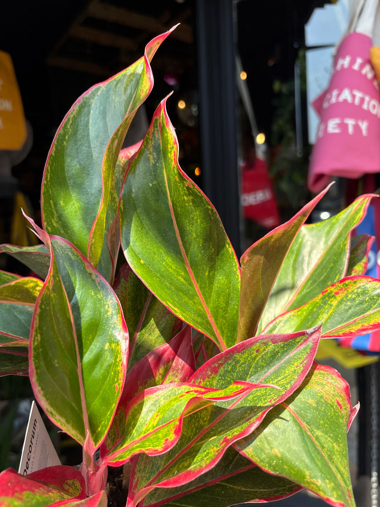 An Aglaonema Jungle Red plant in front of Urban Tropicana’s Plant Shop in Chiswick London