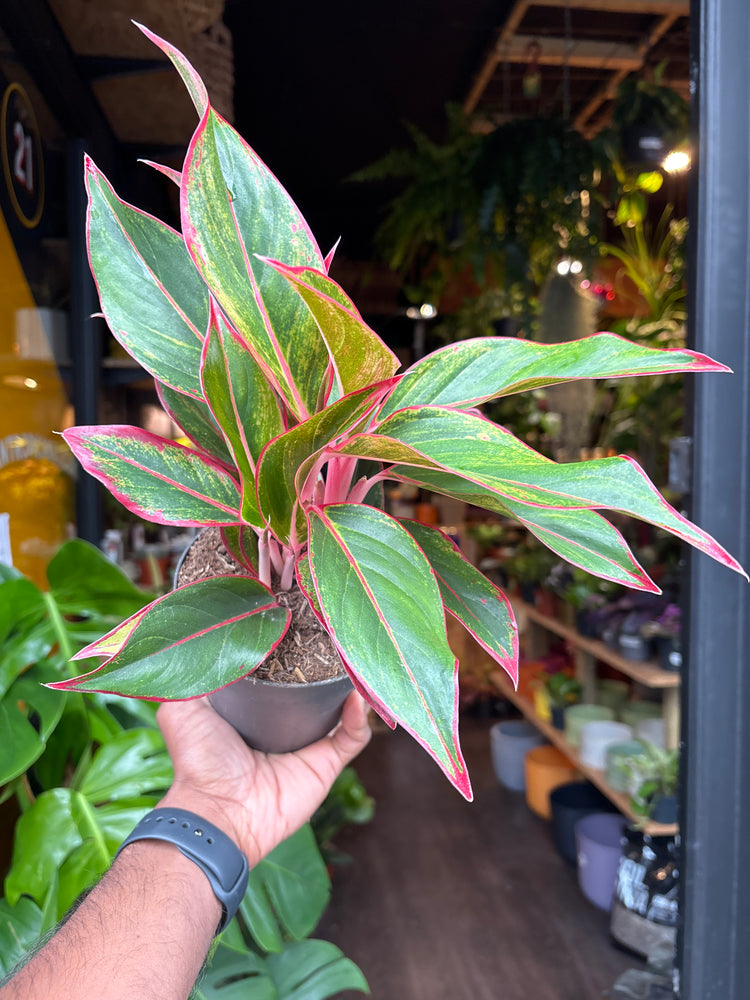 An Aglaonema Jungle Red plant in front of Urban Tropicana’s Plant Shop in Chiswick London