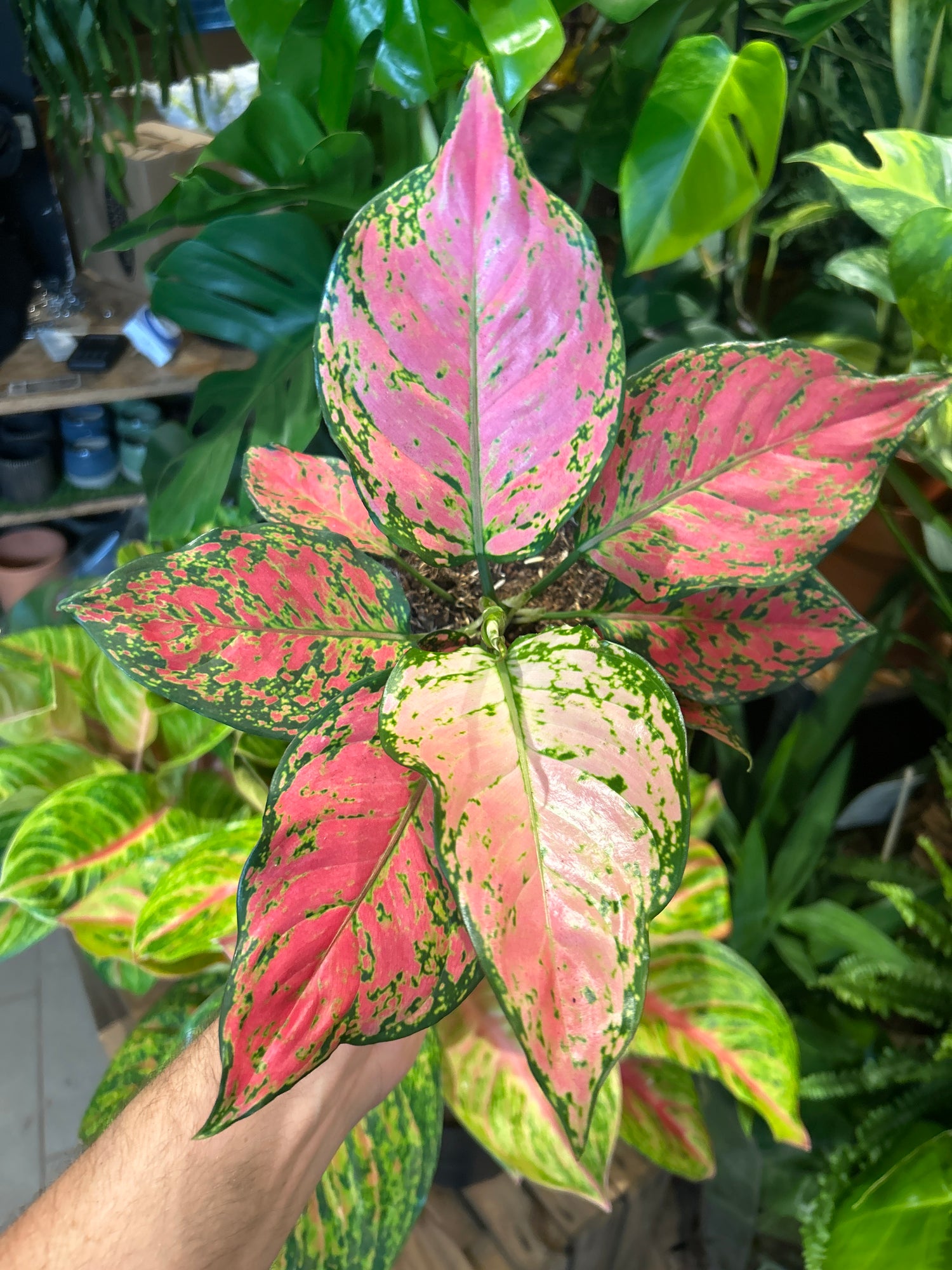 An Aglaonema Lady Valentine or Chinese Evergreen plant in front of Urban Tropicana’s Plant Shop in Chiswick London