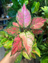An Aglaonema Lady Valentine or Chinese Evergreen plant in front of Urban Tropicana’s Plant Shop in Chiswick London