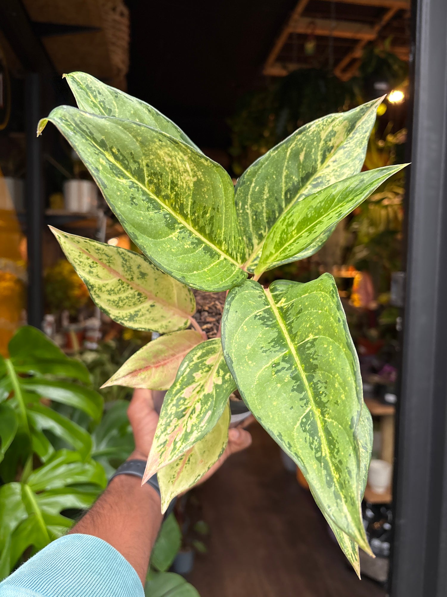 Aglaonema Lucky also known as a Chinese Evergreen plant in front of Urban Tropicana’s plant shop in Chiswick, London