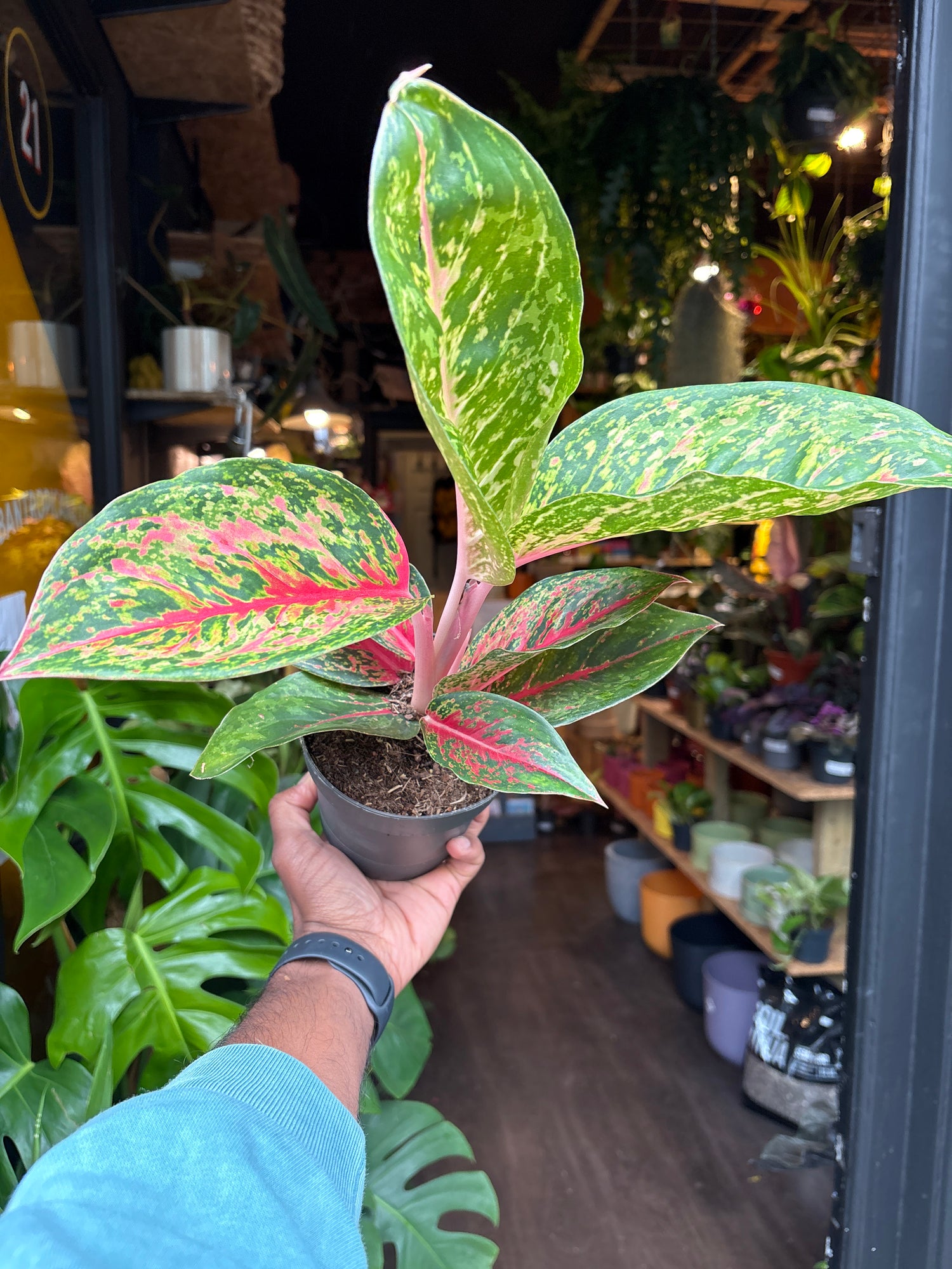 Aglaonema Lychee Red also known as a Chinese Evergreen plant in front of Urban Tropicana’s plant shop in Chiswick, London
