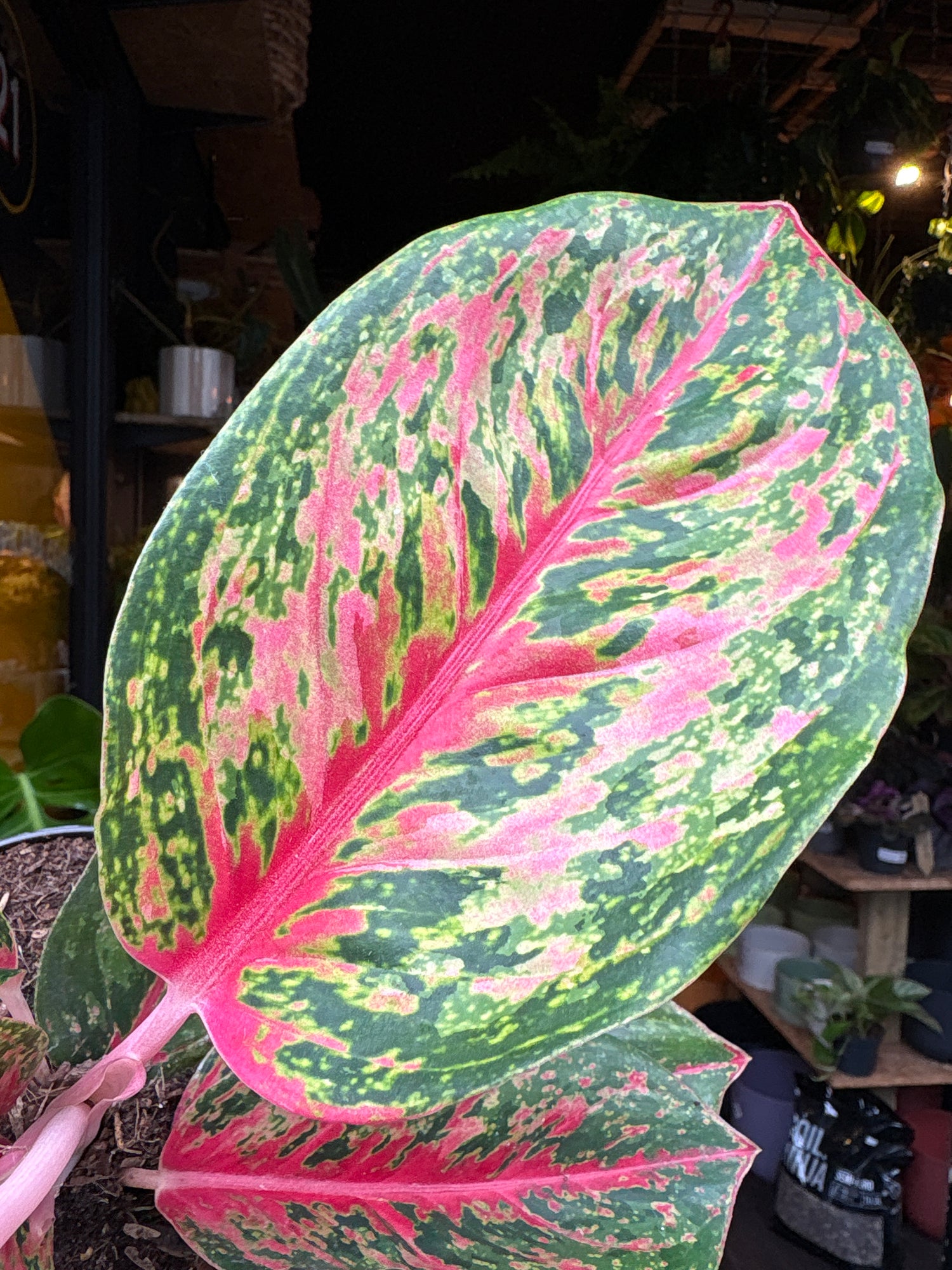 Aglaonema Lychee Red also known as a Chinese Evergreen plant in front of Urban Tropicana’s plant shop in Chiswick, London