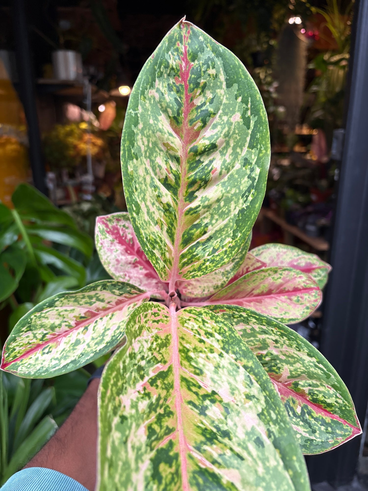 Aglaonema Painted Celebration also known as a Chinese Evergreen plant in front of Urban Tropicana’s plant shop in Chiswick, London