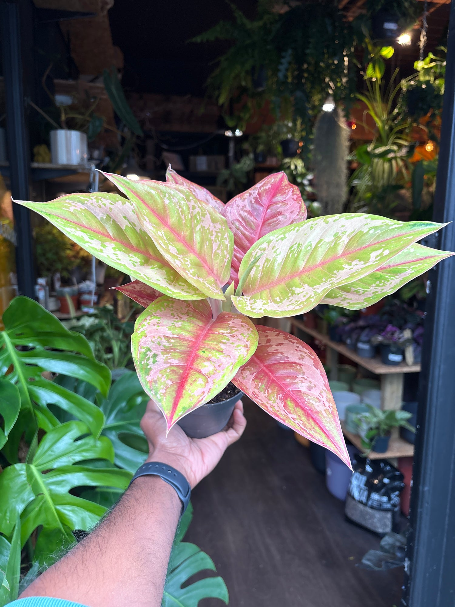 An Aglaonema Pastella plant in front of Urban Tropicana’s plant shop in Chiswick London