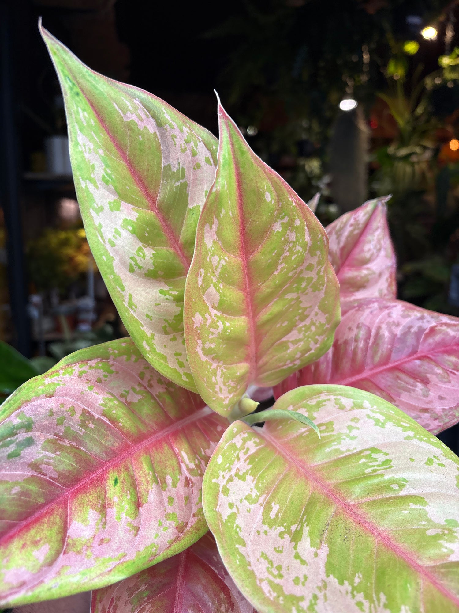 An Aglaonema Pastella plant in front of Urban Tropicana’s plant shop in Chiswick London