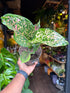 An Aglaonema Pink Leopard plant in front of Urban Tropicana’s plant shop in Chiswick London