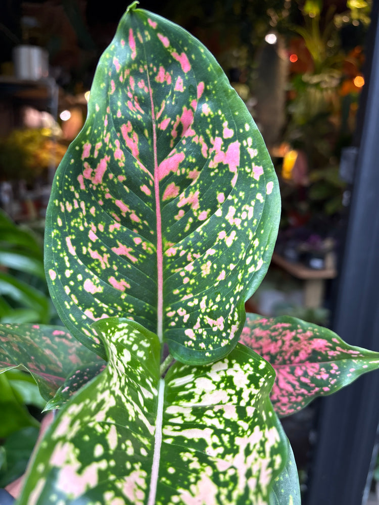 An Aglaonema Pink Leopard plant in front of Urban Tropicana’s plant shop in Chiswick London