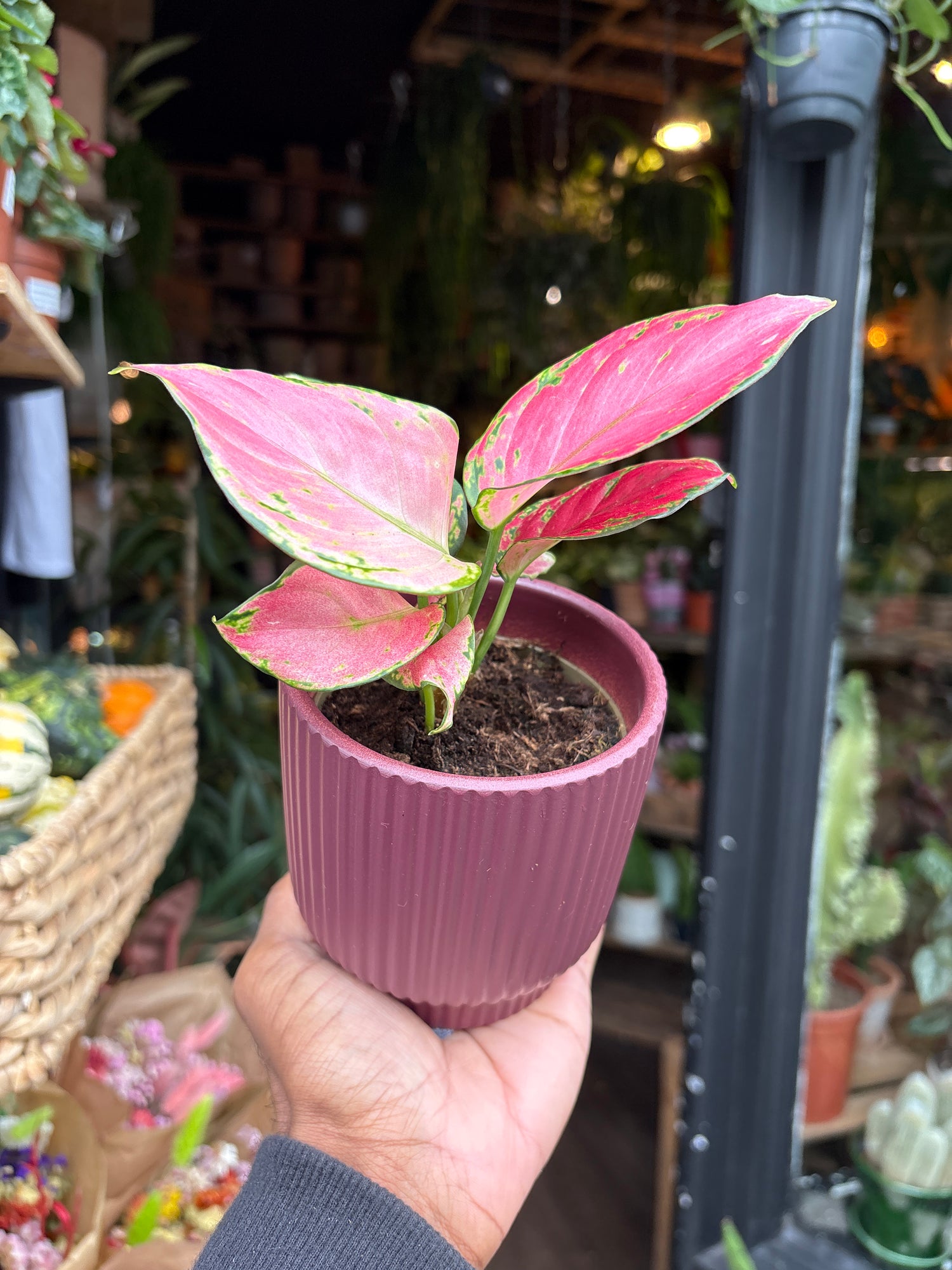 An Aglaonema Pinky Promise plant in front of Urban Tropicana’s Plant Shop in Chiswick London