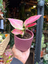An Aglaonema Pinky Promise plant in front of Urban Tropicana’s Plant Shop in Chiswick London