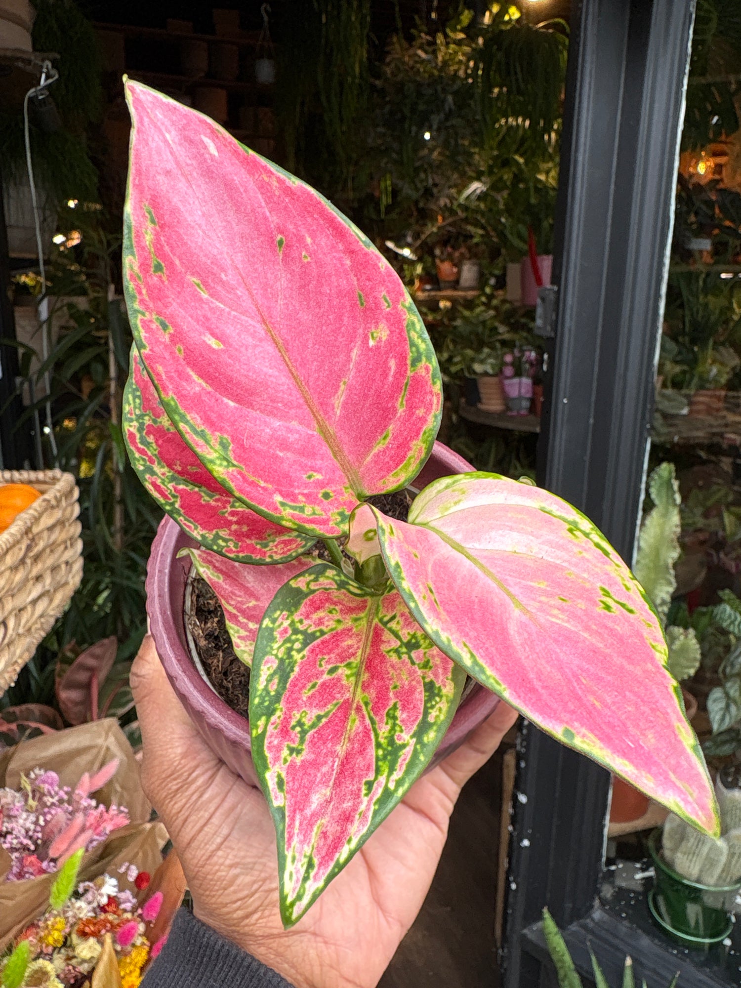 An Aglaonema Pinky Promise plant in front of Urban Tropicana’s Plant Shop in Chiswick London